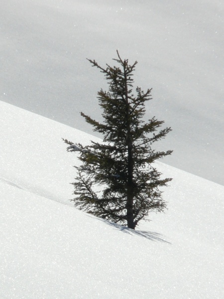 tree fir spruce