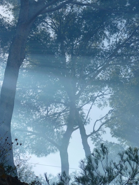 tree fog smoke