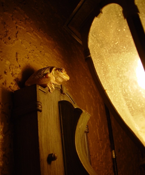 tree frog house light