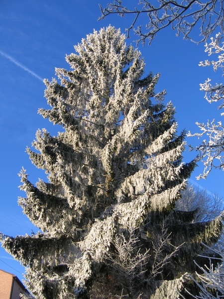 tree frost snow