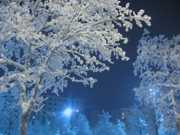 tree frost winter