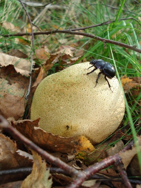 tree fungus mushroom nature