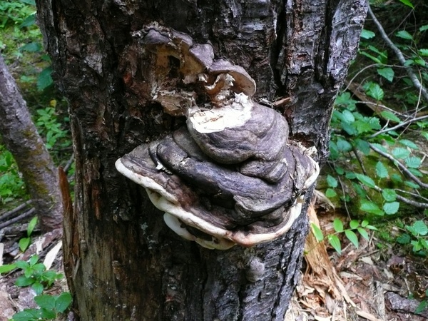 tree fungus nature