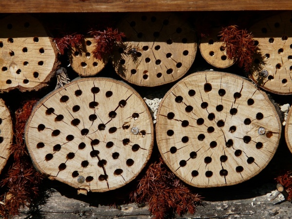 tree grates drill holes insect hotel