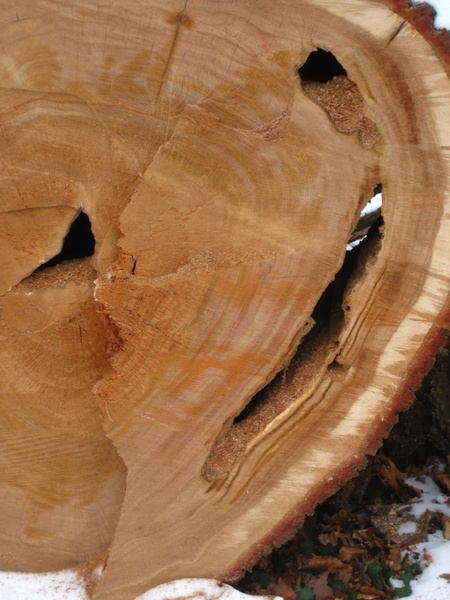 tree grates wood perforated 