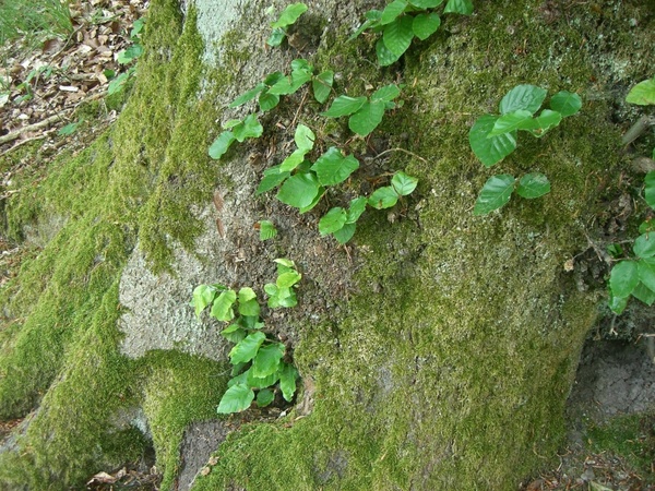 tree green moss