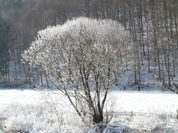 tree hoarfrost snow