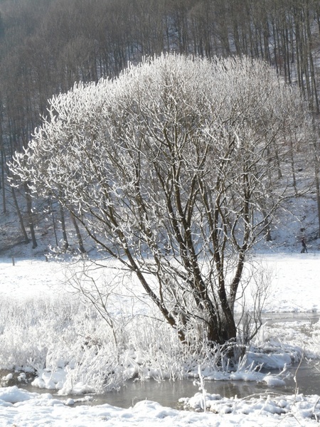 tree hoarfrost snow