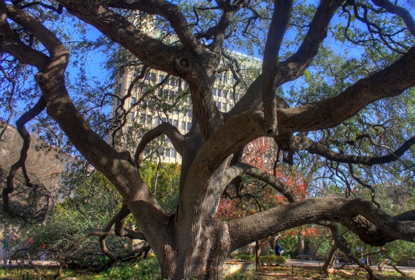 tree in alamo garden in san antonio texas
