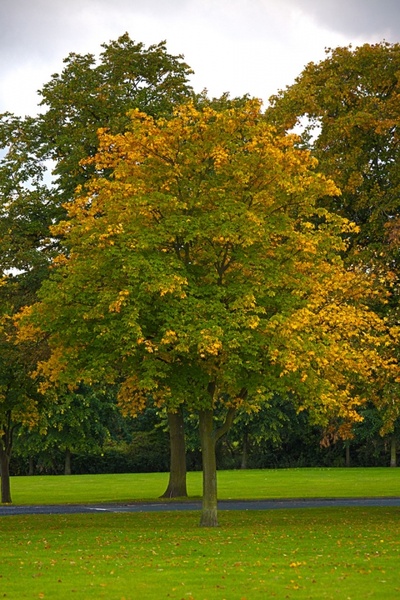 tree in autumn 