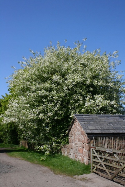 tree in blossom at farm gate