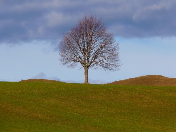 tree individually nature 