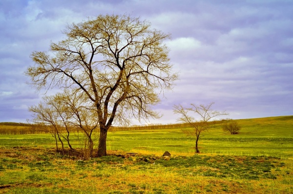 tree landscape field