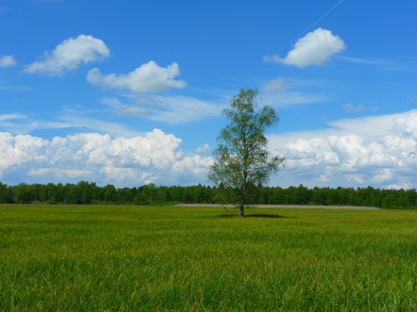 tree landscape meadow