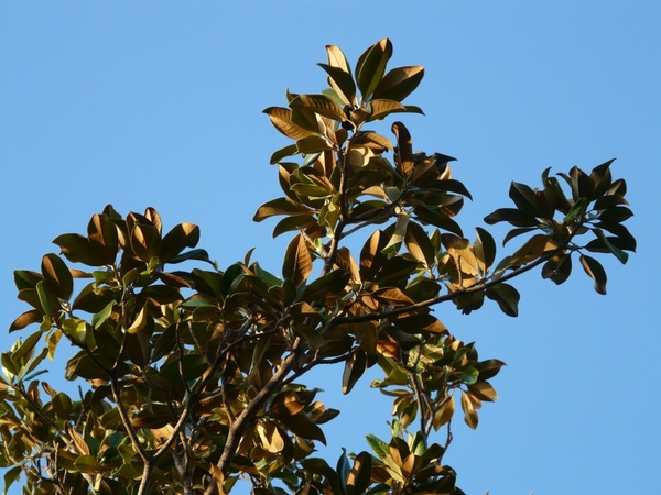 tree leaves magnolia