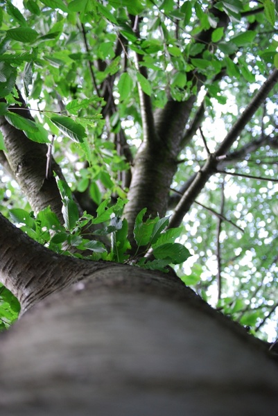 tree log leaves