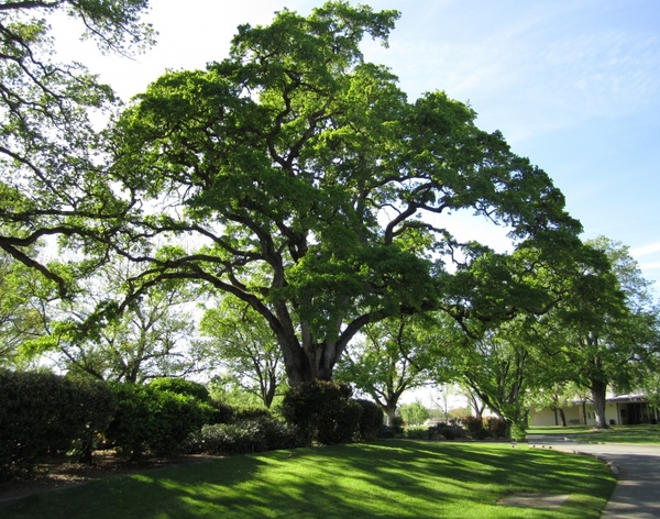 tree nature oak tree