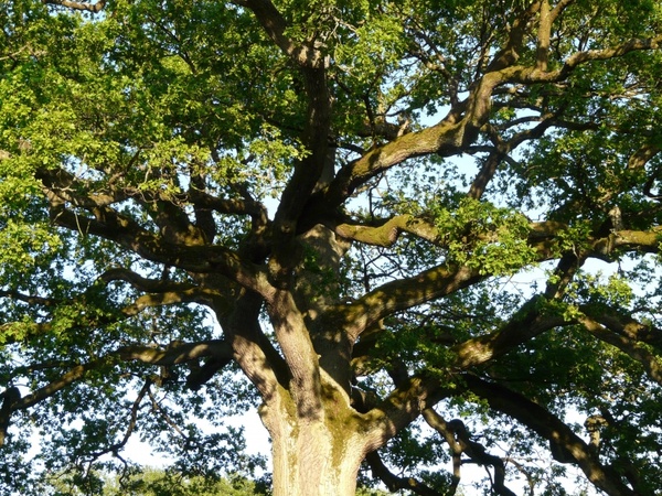 tree oak aesthetic