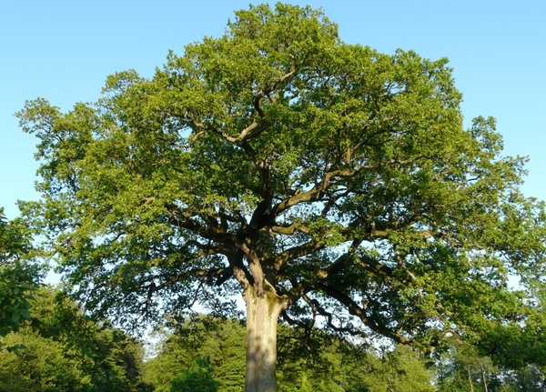 tree oak large 