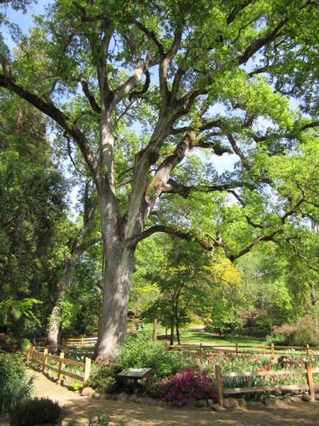 tree oak tree garden