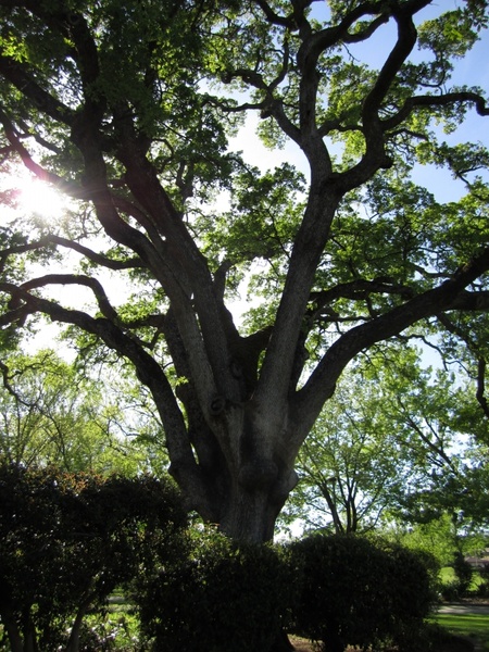 tree oak tree nature
