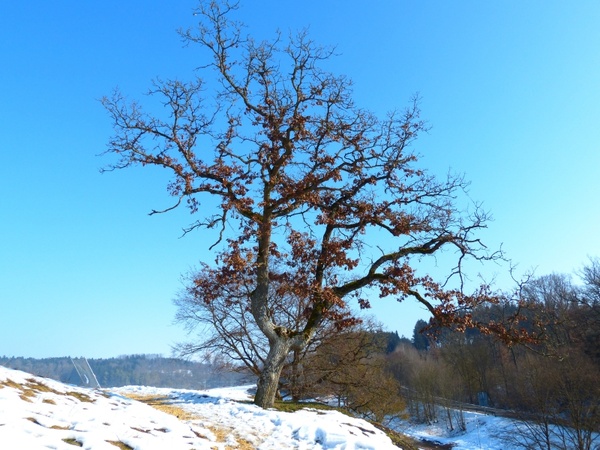 tree oak winter 