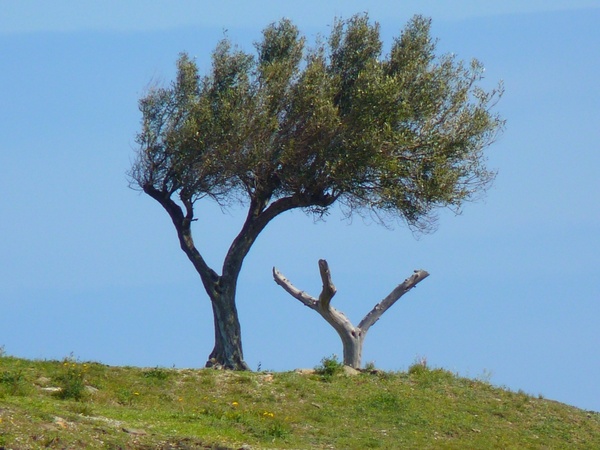 tree olive tree wind 