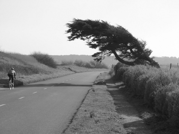tree on the coast
