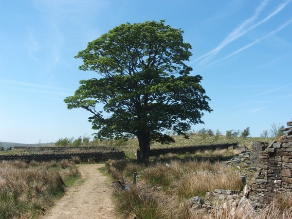 tree path fields 