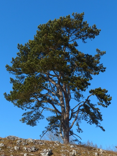 tree pine sky