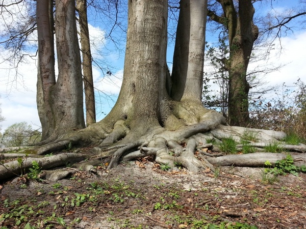 tree root forest