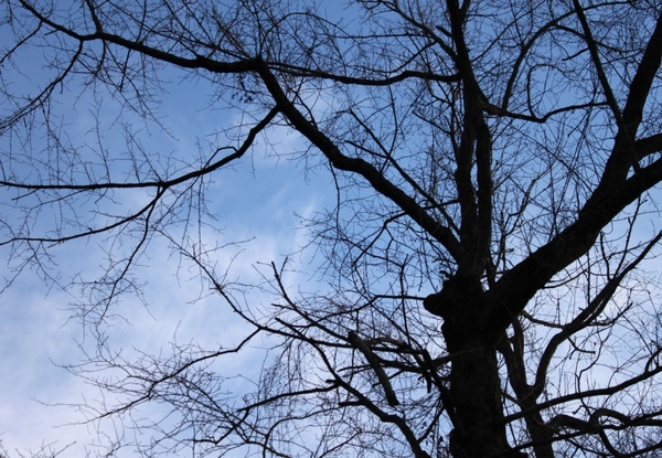 tree sky branches