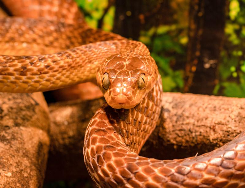 tree snake picture dynamic closeup 