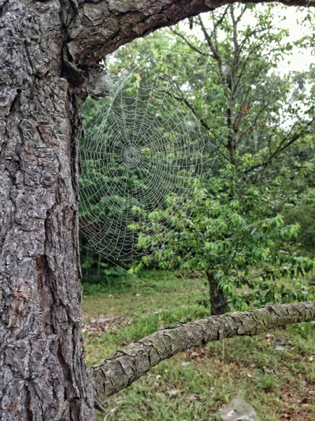 tree spider web leaves