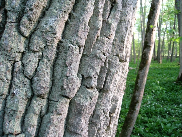 tree tribe bark