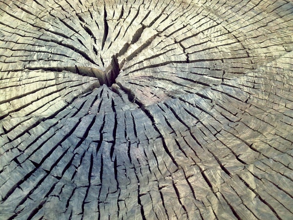 tree trunk wood