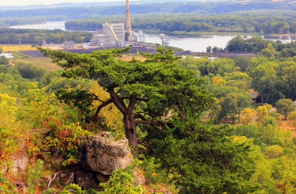 tree view at nelson dewey state park wisconsin 