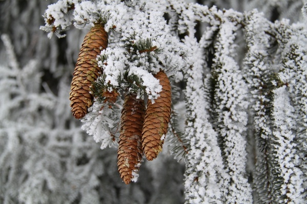 tree winter seasons