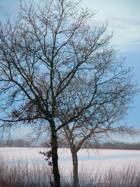 tree winter trees wintry