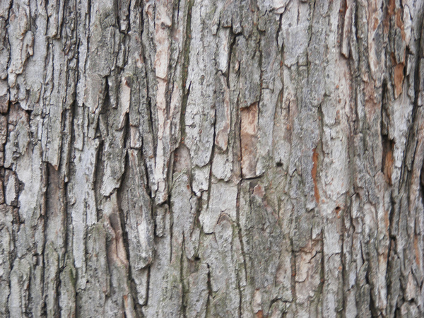 tree wood texture 2