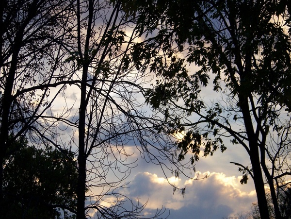 trees and clouds at dawn