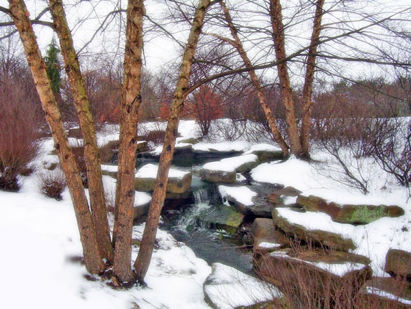 trees and creek in snow