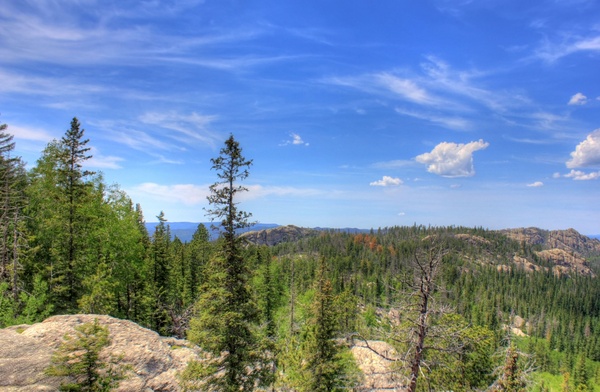 trees and forest under the skies in custer state park south dakota