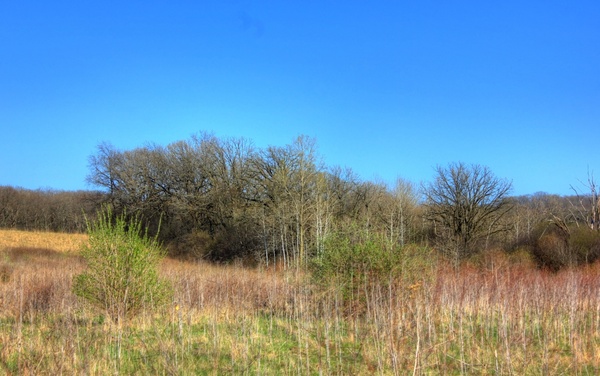 trees and shrubs at kettle moraine south wisconsin 