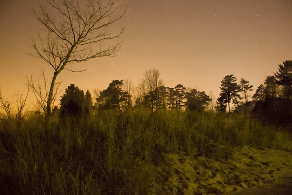 trees and stars at kohler andrae state park wisconsin