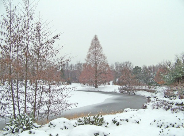trees around frozen pond