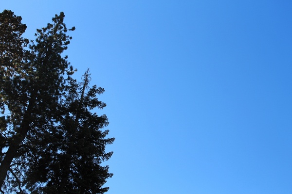 trees at edge of blue sky