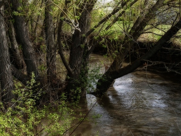 trees creek water