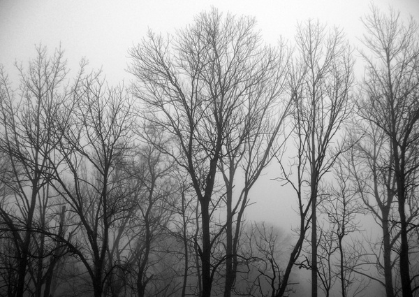 trees fog forest