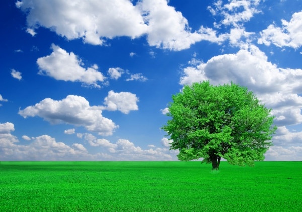 trees grass blue sky and highdefinition picture 
